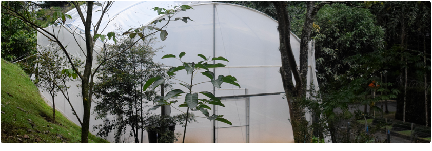 Invernadero de la Universidad CES abrirá las puertas a la vida vegetal