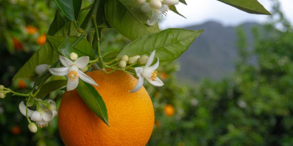 Valencian,Orange,And,Orange,Blossoms.,Spain.,Spring,Harvest