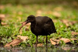 Las-aves-coquitos-o-ibis-negros-03-696x464