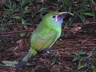 Tres-tucanetas-esmeralda-regresaron-a-su-habitat-en-Envigado-696x522