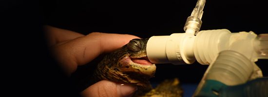 banner-certificacion-cvz-min