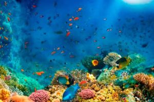 corales_5275048_20211006215113