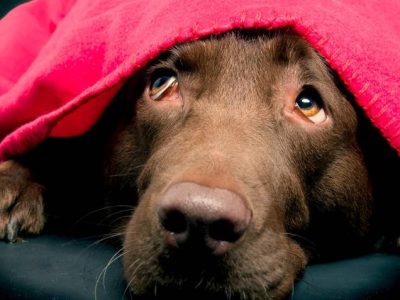 dog-scared-thunder-calm-tips-a60352596_6434651_20211203150949