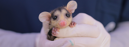 entradilla-sariwuellas