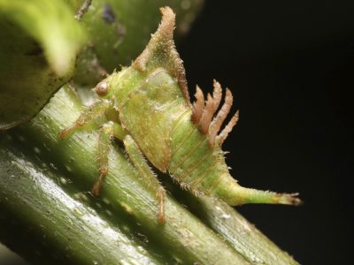 especie-insecto-espina-medellin-bubalopa-furcata-cordillera-central