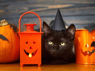 gatos-negros-en-Halloween-696x464