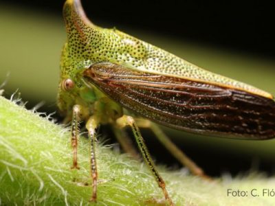 insecto-espina-678x381